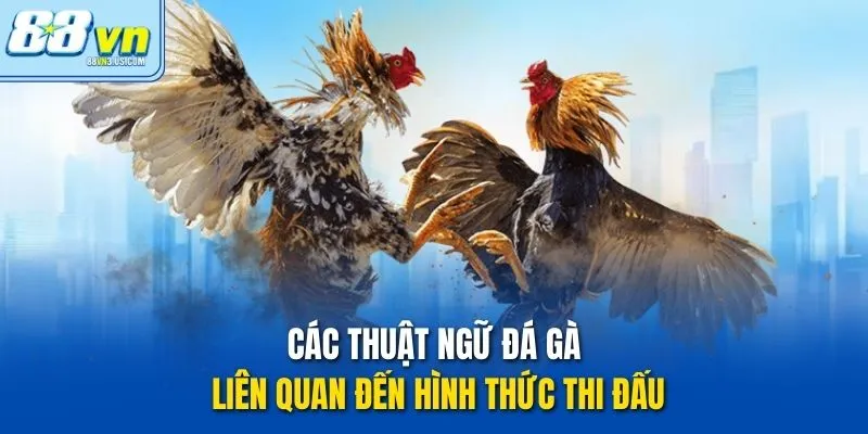 Các thuật ngữ đá gà liên quan đến hình thức thi đấu