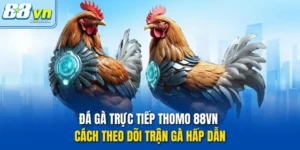 Đá gà trực tiếp Thomo