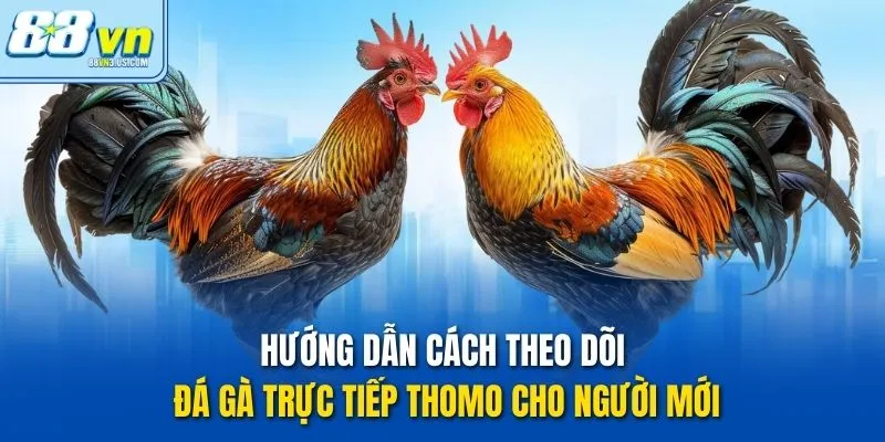 Hướng dẫn cách theo dõi Đá gà trực tiếp Thomo cho người mới