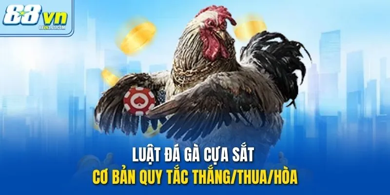 Luật đá gà cựa sắt cơ bản quy tắc thắng/thua/hòa