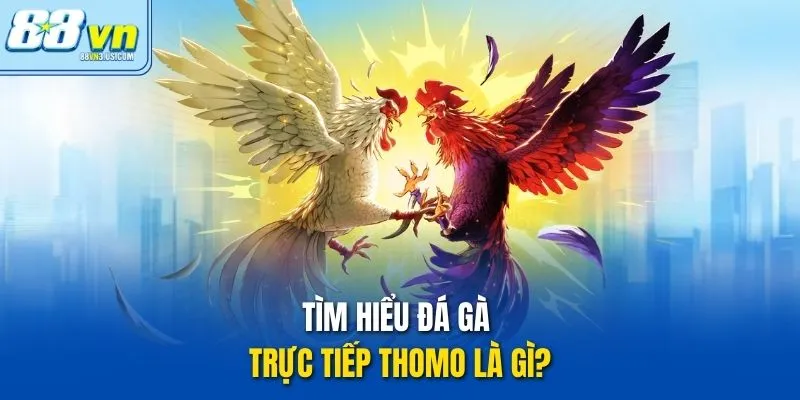 Tìm hiểu Đá gà trực tiếp Thomo là gì?