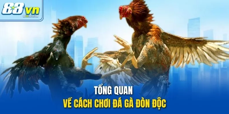 Tổng quan về cách chơi đá gà đòn độc