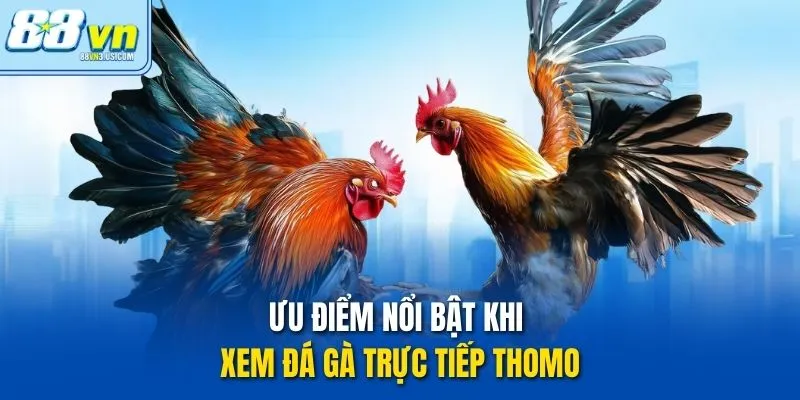 Ưu điểm nổi bật khi xem đá gà trực tiếp Thomo